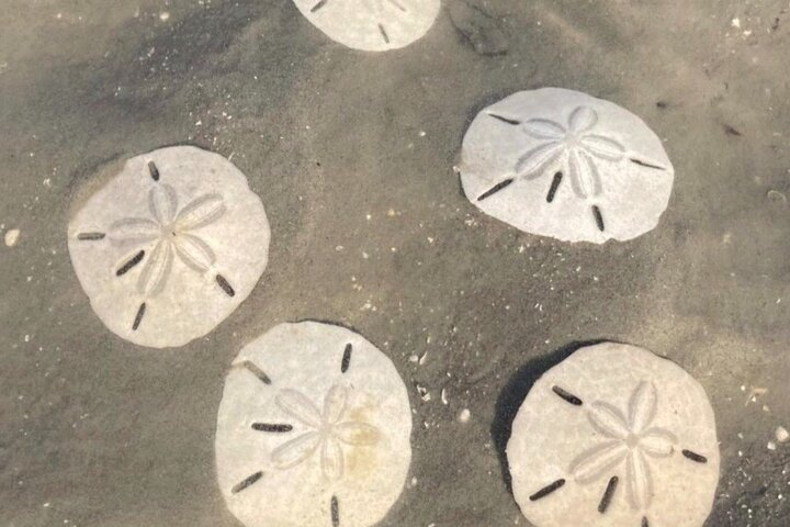 Collection of sand dollars found on Mile Isle